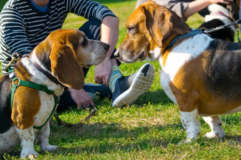 Dog Park